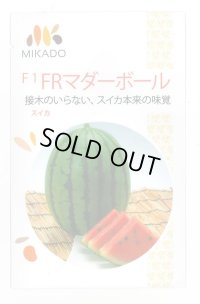 送料無料　[スイカ]　小玉スイカ　FRマダーボール　8粒　ヴィルモランみかど