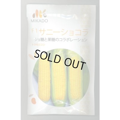 画像1: 送料無料　[とうもろこし]　サニーショコラ　200粒　ヴィルモランみかど（株）