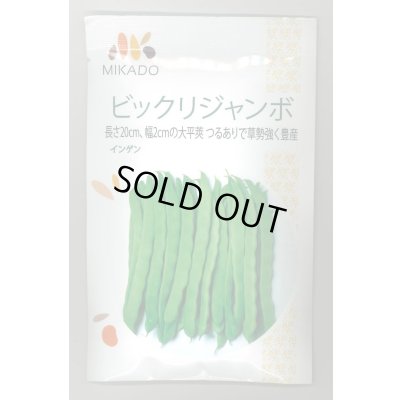 画像1: 送料無料　[いんげん]　ビックリジャンボ　30ml　ヴィルモランみかど（株）