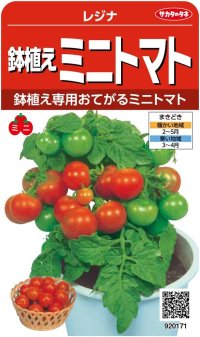 [トマト/ミニトマト]　鉢植えミニトマト　レジナ　小袋（およそ75粒）　サカタのタネ（株）　実咲300