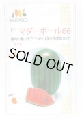 送料無料　[スイカ]　小玉スイカ　マダーボール66　8粒　ヴィルモランみかど