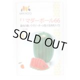 送料無料　[スイカ]　小玉スイカ　マダーボール66　8粒　ヴィルモランみかど