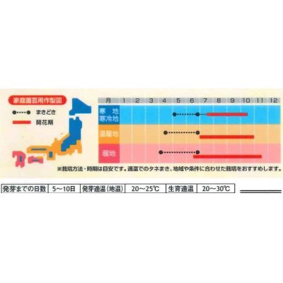 画像2: 花の種　マリーゴールド　ファイヤーボール　　約30粒　（株）サカタのタネ　実咲500　