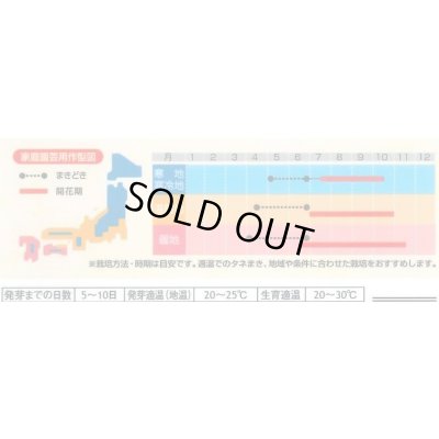 画像2: 送料無料　花の種　マリーゴールド　ファイヤーボール　約30粒　(株)サカタのタネ　実咲500（028555）