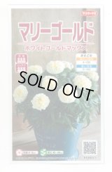 送料無料　花の種　マリーゴールド　ホワイトゴールドマックス　約30粒　(株)サカタのタネ　実咲500（028554）