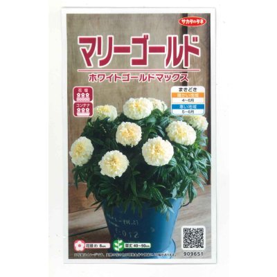 画像1: 送料無料　花の種　マリーゴールド　ホワイトゴールドマックス　約30粒　(株)サカタのタネ　実咲500（028554）
