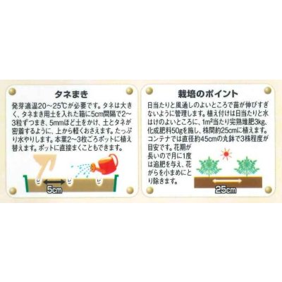 画像3: 送料無料　花の種　マリーゴールド　ホワイトゴールドマックス　約30粒　(株)サカタのタネ　実咲500（028554）