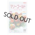 送料無料　花の種　マリーゴールド　ファイヤーボール　約30粒　(株)サカタのタネ　実咲500（028555）