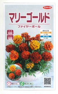 花の種　マリーゴールド　ファイヤーボール　　約30粒　（株）サカタのタネ　実咲500　