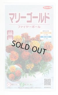 送料無料　花の種　マリーゴールド　ファイヤーボール　約30粒　(株)サカタのタネ　実咲500（028555）