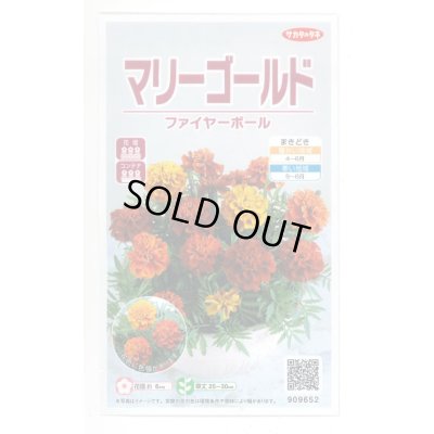 画像1: 送料無料　花の種　マリーゴールド　ファイヤーボール　約30粒　(株)サカタのタネ　実咲500（028555）