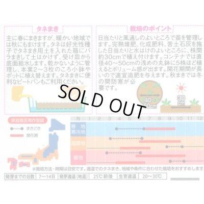 画像2: 花の種 ペチュニア パステルカラーミックス 約50粒 (株)サカタのタネ 実咲350(026163)
