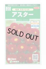 送料無料　花の種　アスター　松本スカーレット　約190粒　(株)サカタのタネ　実咲250（026205）