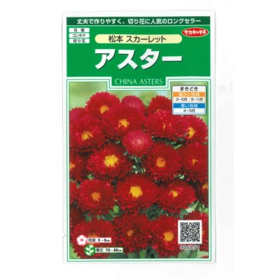 画像1: 花の種　アスター　松本スカーレット　約190粒　（株）サカタのタネ　実咲250