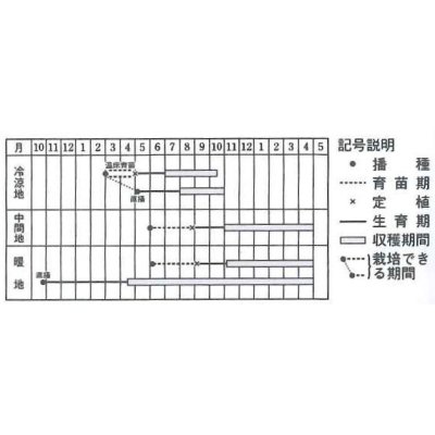 画像2: [葉物]　パセリ　カーリ・パラマウント　20ml　タキイ種苗　