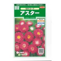 花の種　アスター　松本ローズ　約190粒　（株）サカタのタネ　実咲250