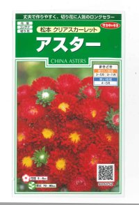 花の種　アスター　松本クリアスカーレット　約190粒　（株）サカタのタネ　実咲250