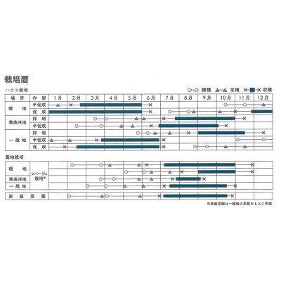 画像3: [トマト/マウロの地中海トマト]　ルージュ　ジャポネーゼ　1000粒　 パイオニアエコサイエンス（株）