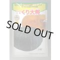 送料無料　[かぼちゃ]　くり大将　100粒　トキタ種苗(株)