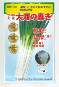 [ねぎ]　大河の轟き 　5ml　裸種子（およそ675粒）  トキタ種苗（株）