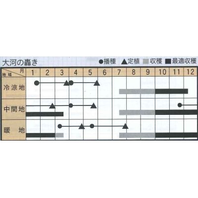 画像2: [ねぎ]　大河の轟き 　5ml　裸種子（およそ675粒）  トキタ種苗（株）