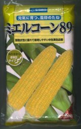 [とうもろこし]　ミエルコーン89　2000粒　雪印種苗