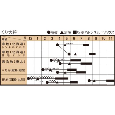 画像2: 送料無料　[かぼちゃ]　くり大将　100粒　トキタ種苗(株)