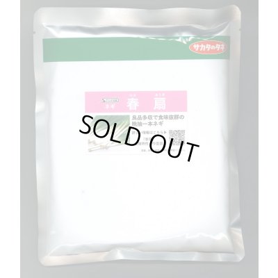 画像1: [ねぎ] 春扇 ペレット種子 6千粒 (株)サカタのタネ