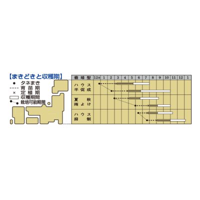 画像3: [トマト/桃太郎系]桃太郎セレクト　1000粒　タキイ種苗（株）