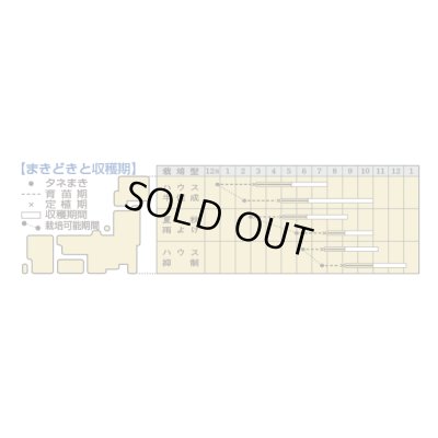 画像3: 送料無料　[トマト/桃太郎系]桃太郎セレクト　1000粒　タキイ種苗(株)
