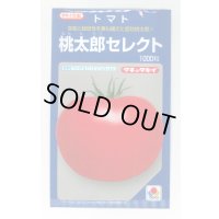 送料無料　[トマト/桃太郎系]桃太郎セレクト　1000粒　タキイ種苗(株)