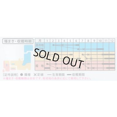画像3: 送料無料　[キャベツ]　紫丸　1ml　(およそ190粒)　(株)大和農園