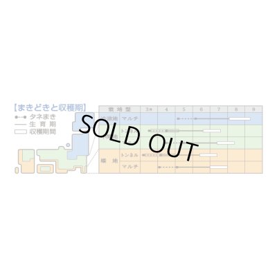 画像3: 送料無料　[とうもろこし]　キャンベラ86　200粒　タキイ種苗(株)