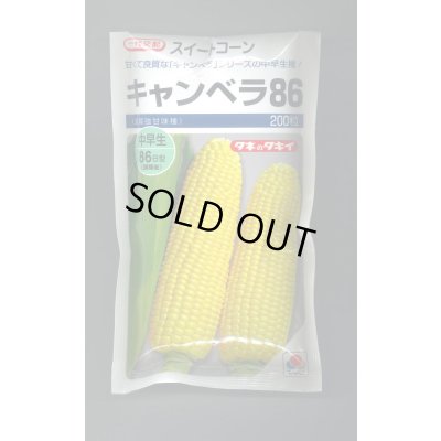 画像1: 送料無料　[とうもろこし]　キャンベラ86　200粒　タキイ種苗(株)