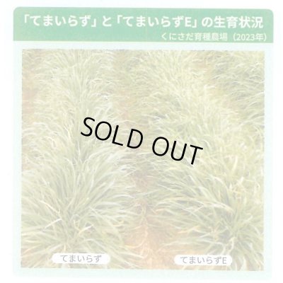 画像3: [緑肥]　オオムギ　てまいらずE　1kg　カネコ種苗(株)