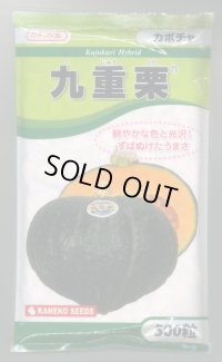 送料無料　[かぼちゃ]　九重栗　500粒　カネコ交配