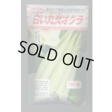 送料無料　[オクラ]　白い丸莢オクラ　1000粒　松永種苗(株)
