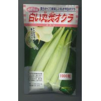 [オクラ]　白い丸莢オクラ　1000粒　 松永種苗（株）