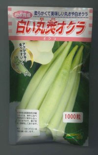 [オクラ]　白い丸莢オクラ　1000粒　 松永種苗（株）