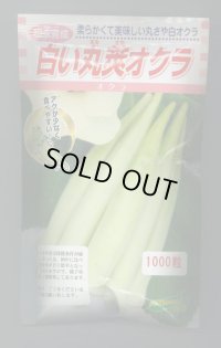 送料無料　[オクラ]　白い丸莢オクラ　1000粒　松永種苗(株)