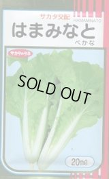 送料無料　[葉物]　はまみなとべかな　20ml　サカタのタネ(株)
