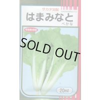 送料無料　[葉物]　はまみなとべかな　20ml　サカタのタネ(株)