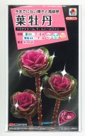 送料無料　花の種　葉牡丹　プラチナケール　F1ルシールワイン　15粒　タキイ種苗(ＮL300)