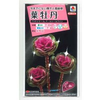 送料無料　花の種　葉牡丹　プラチナケール　F1ルシールワイン　15粒　タキイ種苗(ＮL300)
