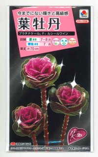 送料無料　花の種　葉牡丹　プラチナケール　F1ルシールワイン　15粒　タキイ種苗(ＮL300)