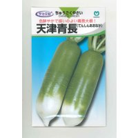 送料無料[大根]　天津青長　小袋(4ml)　丸種(株)