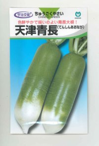 送料無料[大根]　天津青長　小袋(4ml)　丸種(株)