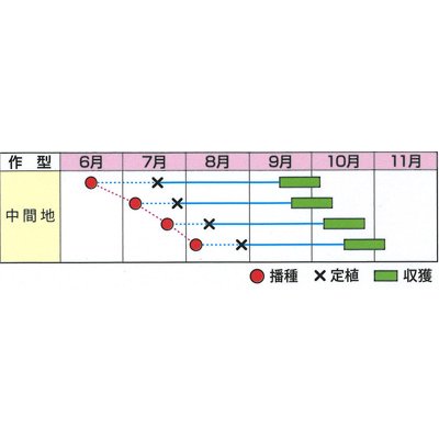 画像2: 送料無料　[カリフラワー]　ドルチェリモーネ　0.5ml　小林種苗