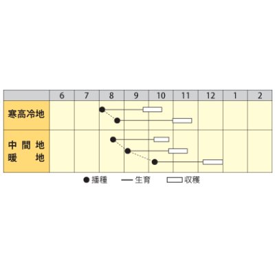 画像2: 送料無料[大根]　天津青長　小袋(4ml)　丸種(株)