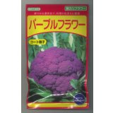 送料無料　[カリフラワー]　パープルフラワー　コート　30粒　武蔵野交配